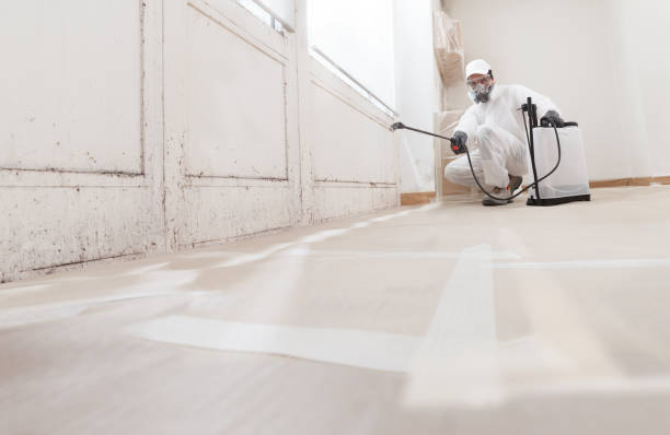 24/7 Emergency Basement Mold Removal experts in Nashville, NC