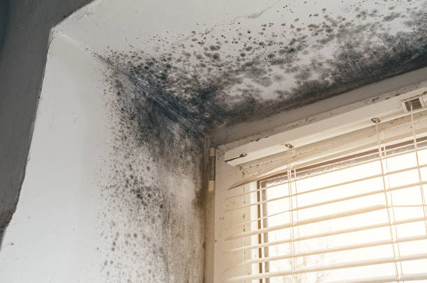 Affordable Basement Mold Removal solutions in Nashville, NC