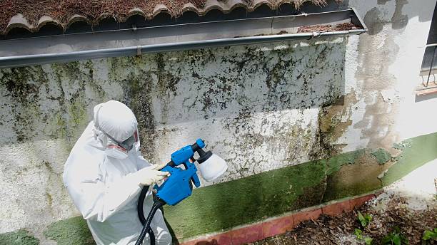 Top rated local Basement Mold Removal specialists in Nashville, NC